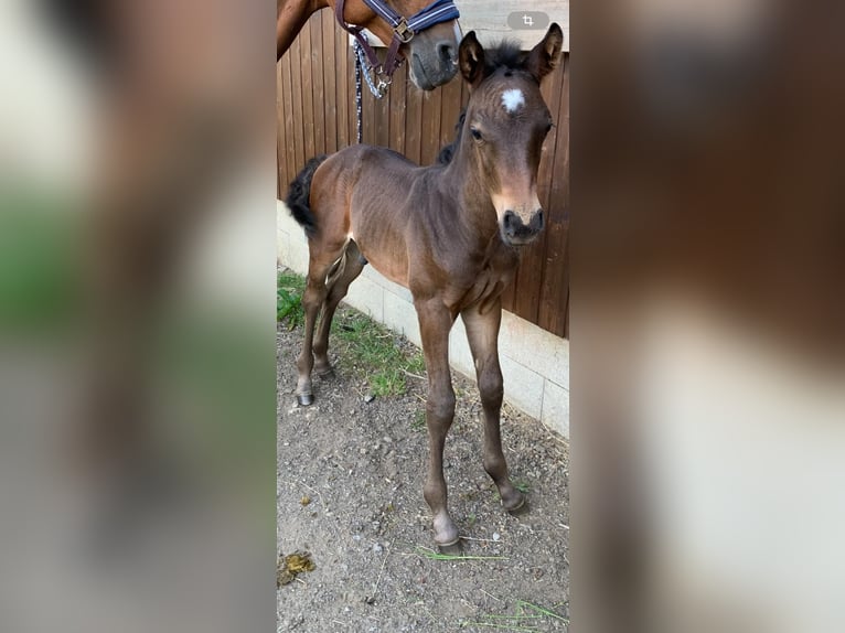 Other Warmbloods Mix Stallion 1 year Bay-Dark in Groß Siegharts