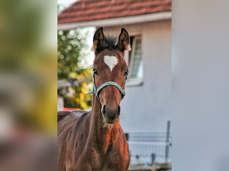 Other Warmbloods Stallion 1 year Bay in Zagreb