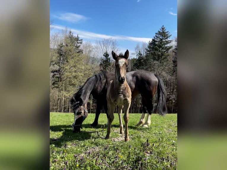 Other Warmbloods Stallion 1 year Black in Randegg