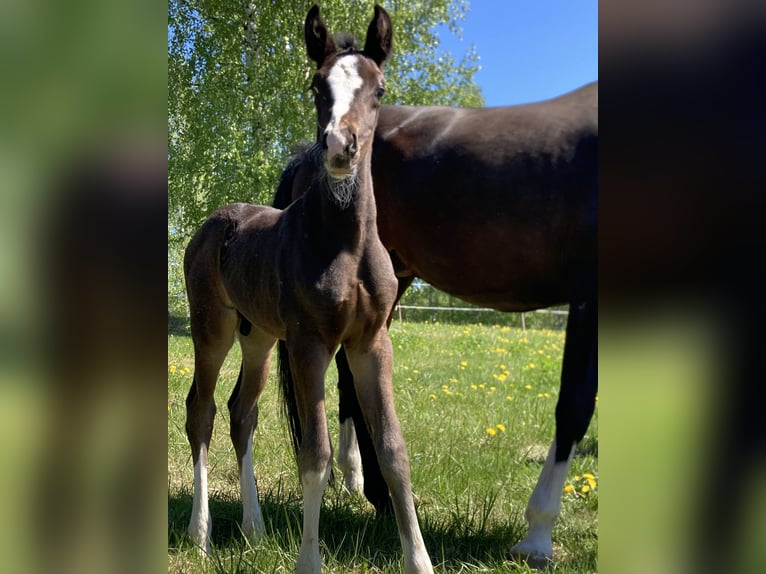 Other Warmbloods Stallion 1 year in J&#xE4;ms&#xE4;