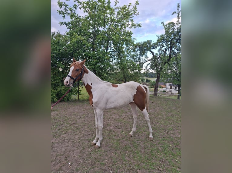 Other Warmbloods Stallion 1 year Pinto in Niegosławice