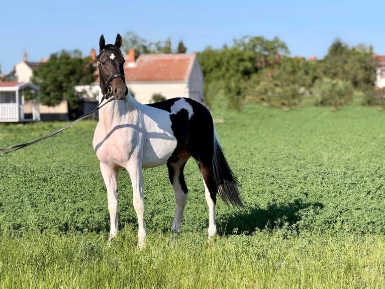 Other Warmbloods Stallion 2 years 15.2 hh Pinto in Rechnitz