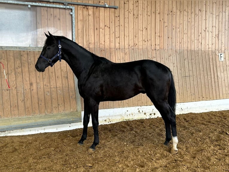 Other Warmbloods Stallion 2 years 15,3 hh Smoky-Black in Verl