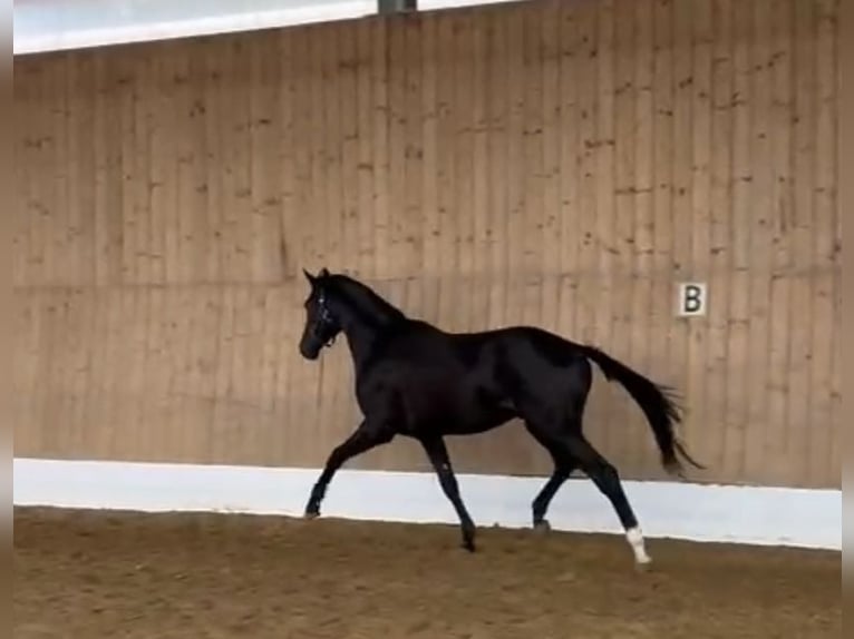 Other Warmbloods Stallion 2 years 15,3 hh Smoky-Black in Verl