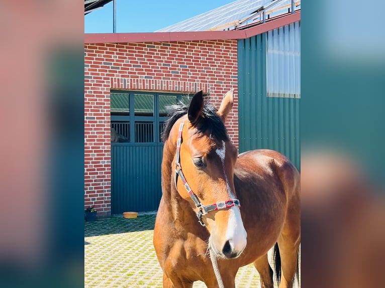 Other Warmbloods Stallion 2 years 16 hh Brown in Ankum