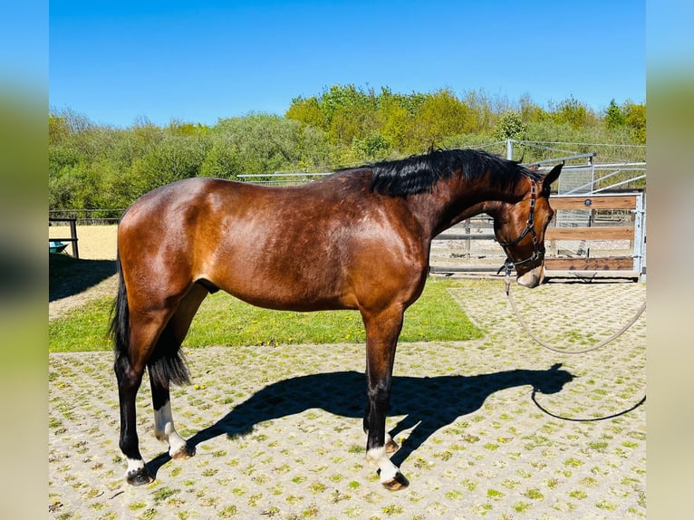 Other Warmbloods Stallion 2 years 16 hh Brown in Ankum