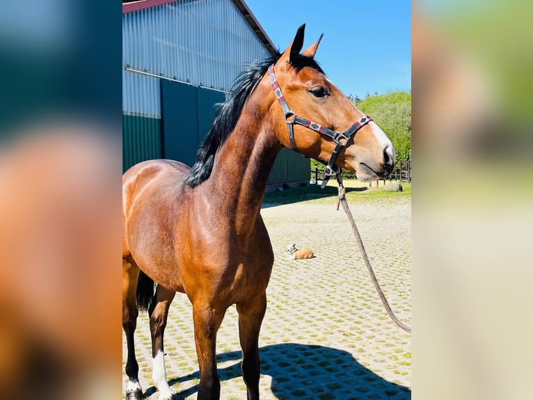 Other Warmbloods Stallion 2 years 16 hh Brown in Ankum