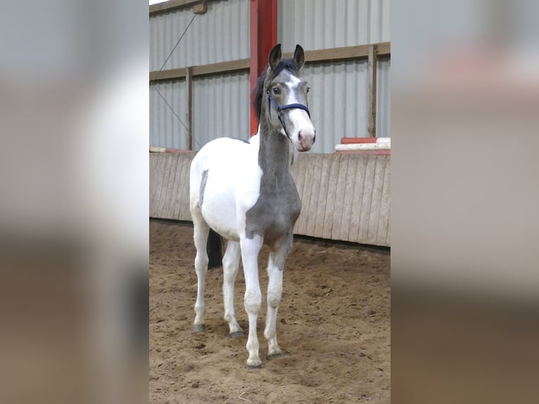 Other Warmbloods Stallion 2 years 16,1 hh Pinto in Borgentreich