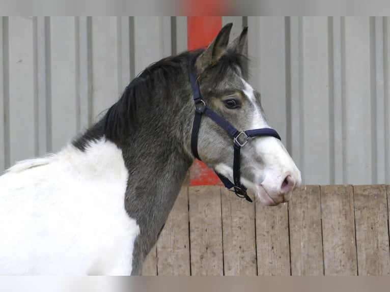 Other Warmbloods Stallion 2 years 16,1 hh Pinto in Borgentreich