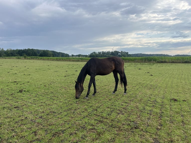 Other Warmbloods Stallion 2 years 16,2 hh Brown in Rosendahl