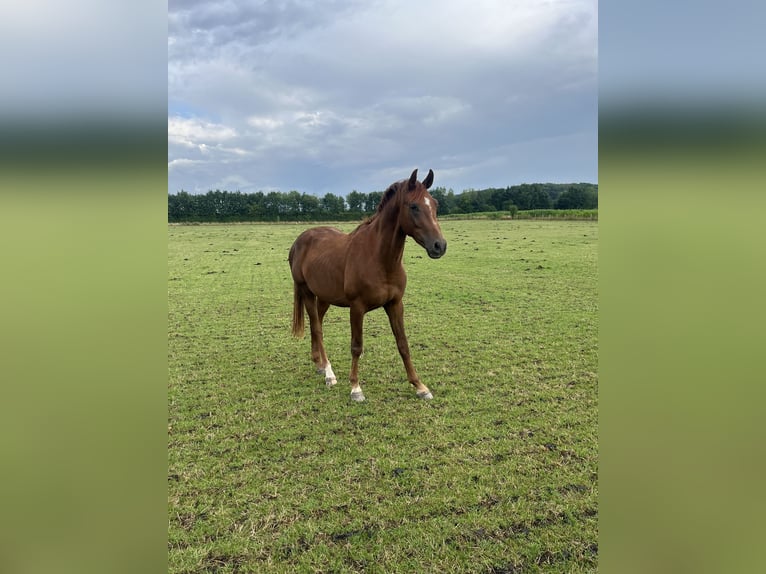 Other Warmbloods Stallion 2 years 16,2 hh Brown in Rosendahl