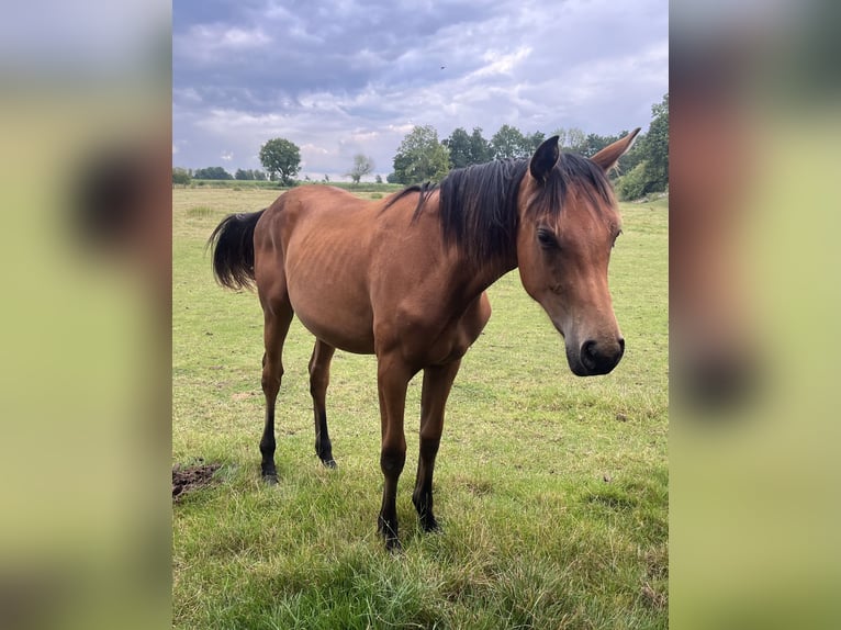 Other Warmbloods Stallion 2 years 16,2 hh Brown in Rosendahl