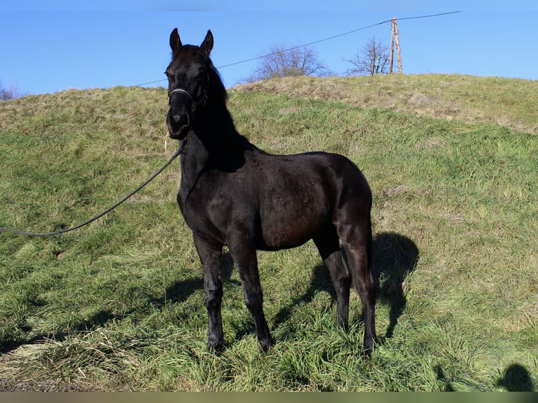 Other Warmbloods Stallion 2 years 17 hh Black in Kapfenstein