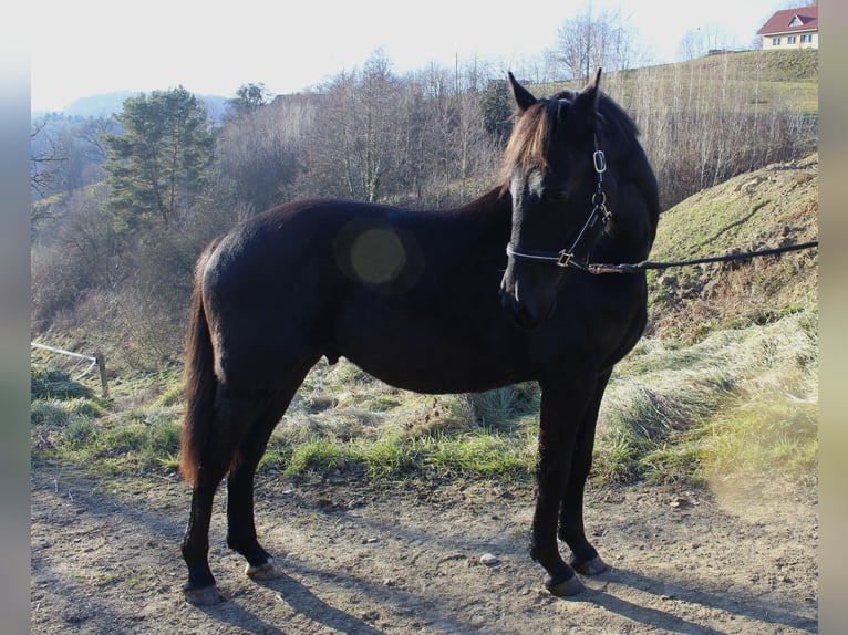 Other Warmbloods Stallion 2 years 17 hh Black in Kapfenstein