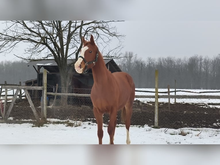 Other Warmbloods Stallion 3 years 16.2 hh  in Donji Kraljevec