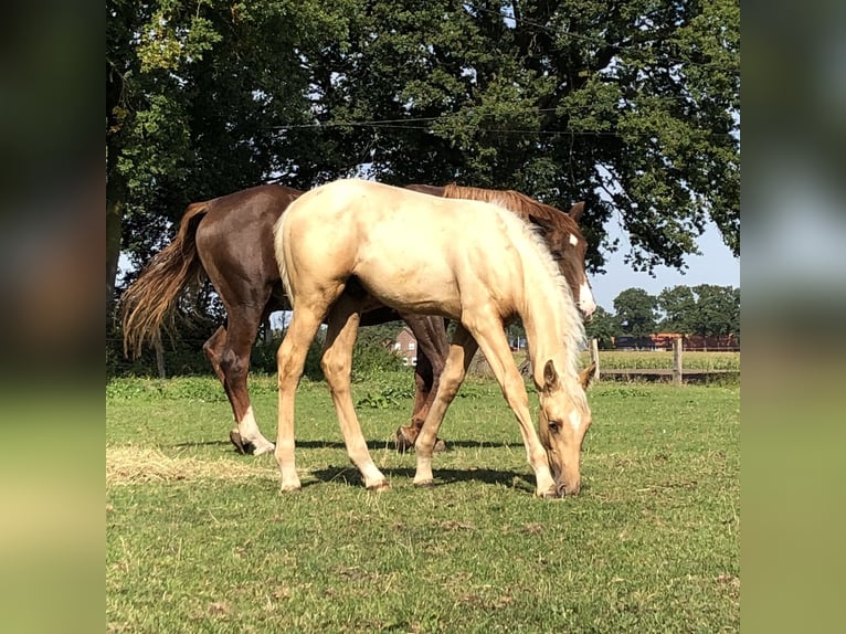 Other Warmbloods Stallion 3 years 16,2 hh Palomino in Halle Westfalen