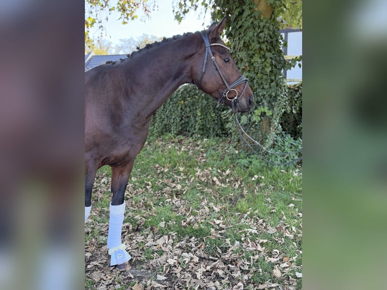 Other Warmbloods Stallion 3 years 16 hh Brown in WermelskircheN