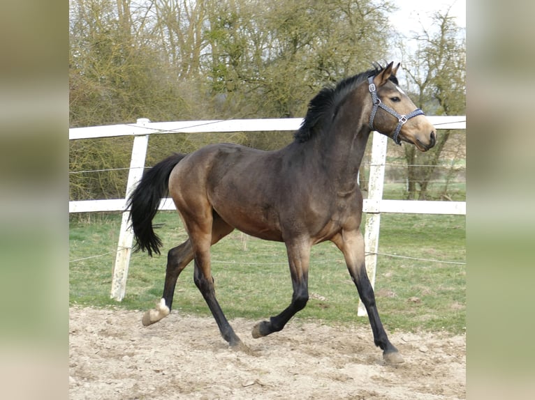 Other Warmbloods Stallion 3 years 16,2 hh Buckskin in Borgentreich