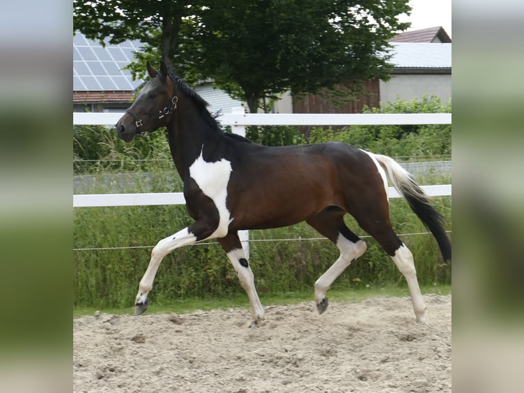Other Warmbloods Stallion 3 years 16,3 hh Pinto in Borgentreich