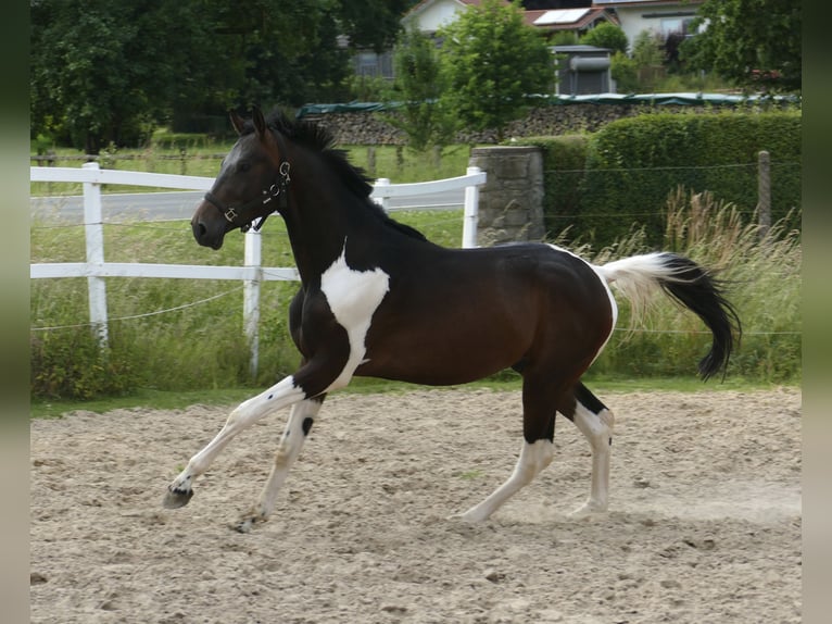 Other Warmbloods Stallion 3 years 16,3 hh Pinto in Borgentreich