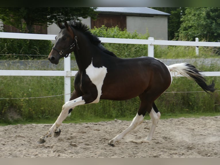 Other Warmbloods Stallion 3 years 16,3 hh Pinto in Borgentreich