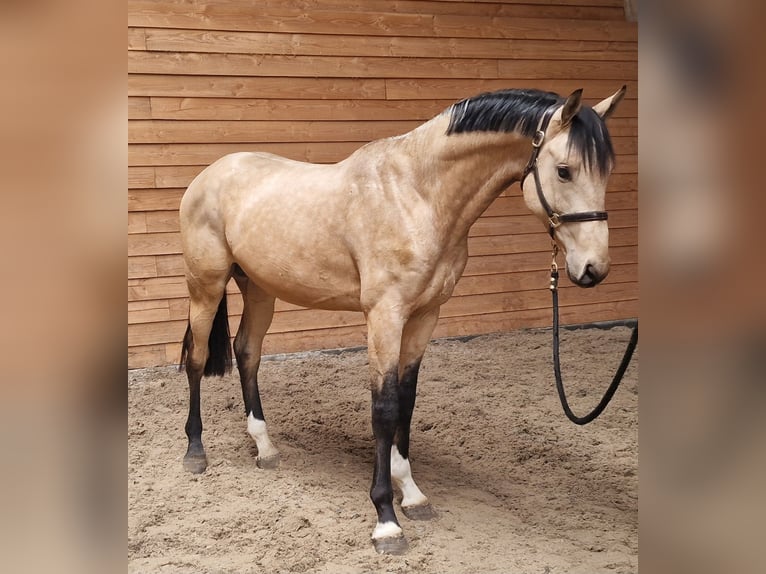 Other Warmbloods Stallion 3 years Buckskin in Den Ham