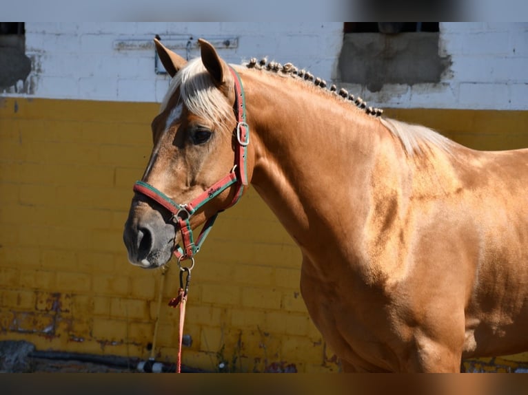 Other Warmbloods Stallion 4 years 15,1 hh Palomino in Huelva