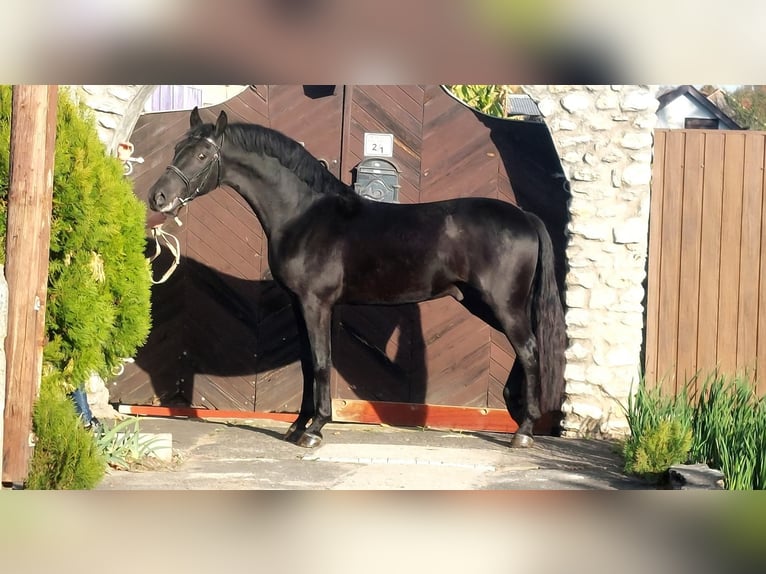 Other Warmbloods Stallion 4 years 15,1 hh Black in Békéscsaba