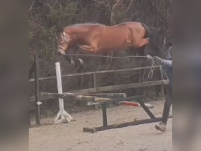 Other Warmbloods Stallion 4 years 16.2 hh Brown in FERROL