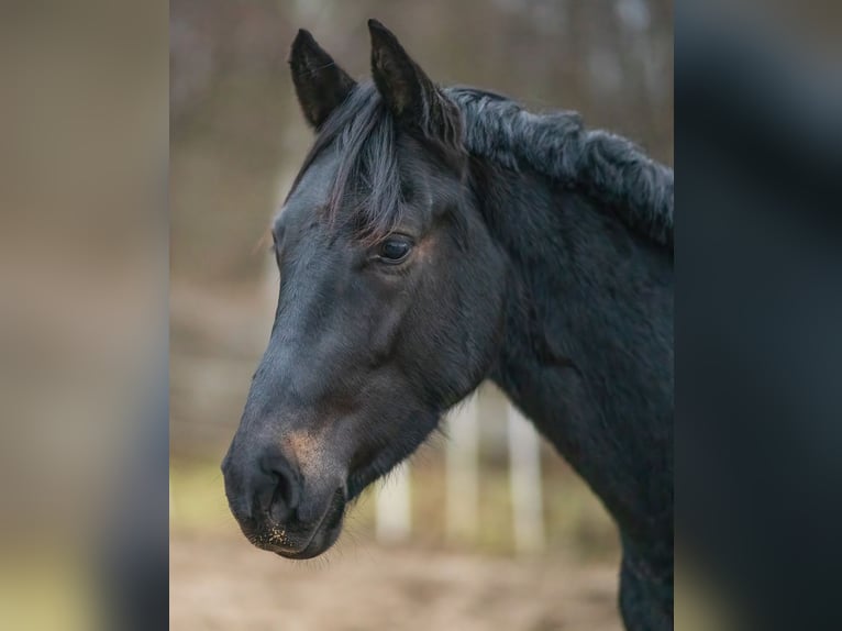 Other Warmbloods Stallion 4 years 16 hh Smoky-Black in Osternienburger Land