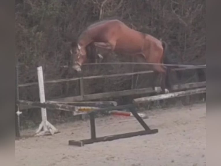 Other Warmbloods Stallion 4 years 16,2 hh Brown in FERROL