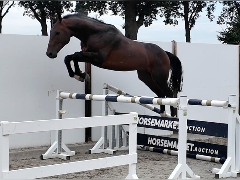 Other Warmbloods Stallion 5 years 16.1 hh Bay in Waddinxveen