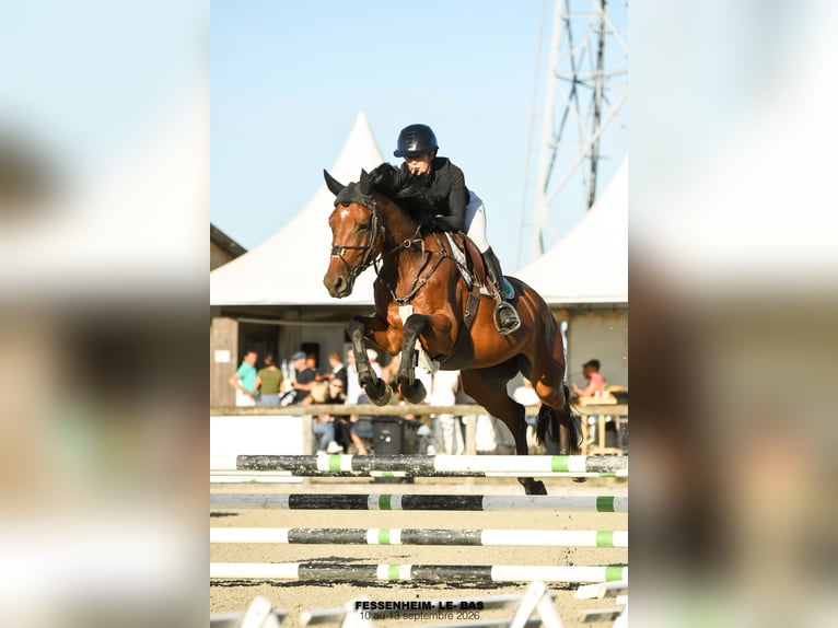 Other Warmbloods Stallion 5 years 16.1 hh Brown in Neuried
