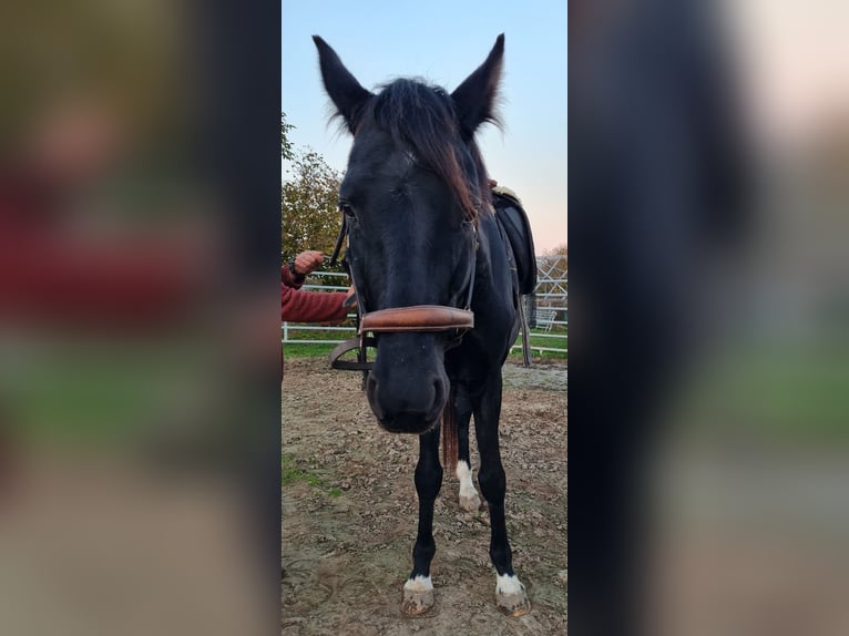 Other Warmbloods Stallion 5 years 16 hh Black in Birkenheide