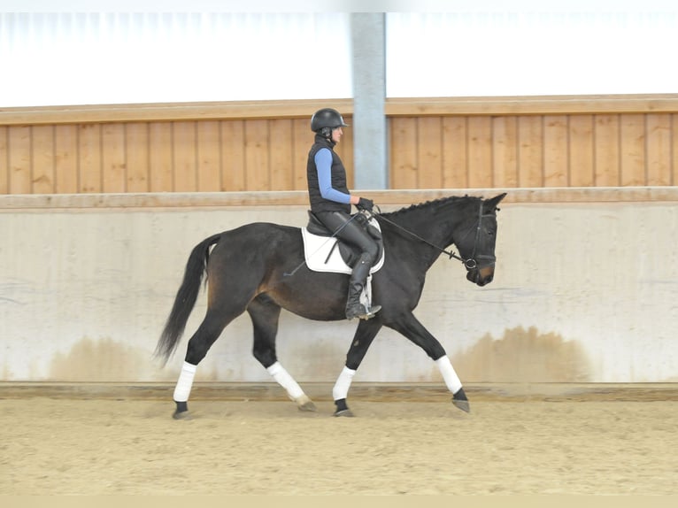 Other Warmbloods Stallion 5 years 16,1 hh Smoky-Black in Wellheim