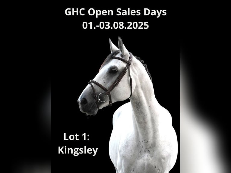 Other Warmbloods Stallion 6 years 16,2 hh Gray in Z&#xFC;lpich