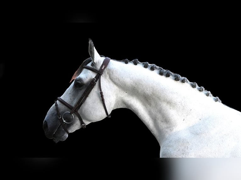 Other Warmbloods Stallion 6 years 16,2 hh Gray in Z&#xFC;lpich