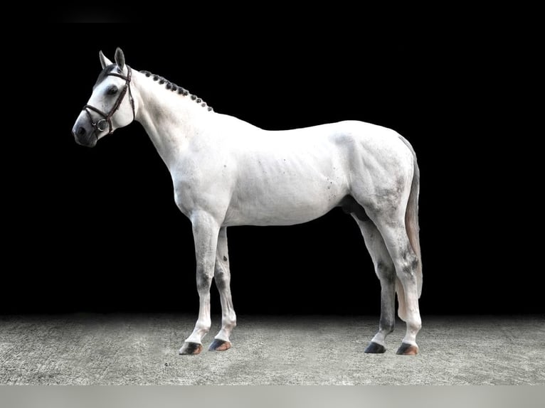 Other Warmbloods Stallion 6 years 16,2 hh Gray in Z&#xFC;lpich