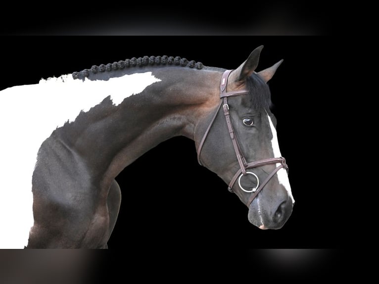 Other Warmbloods Stallion 7 years Pinto in Z&#xFC;lpich