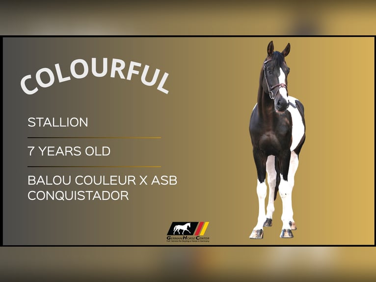 Other Warmbloods Stallion 7 years Pinto in Z&#xFC;lpich