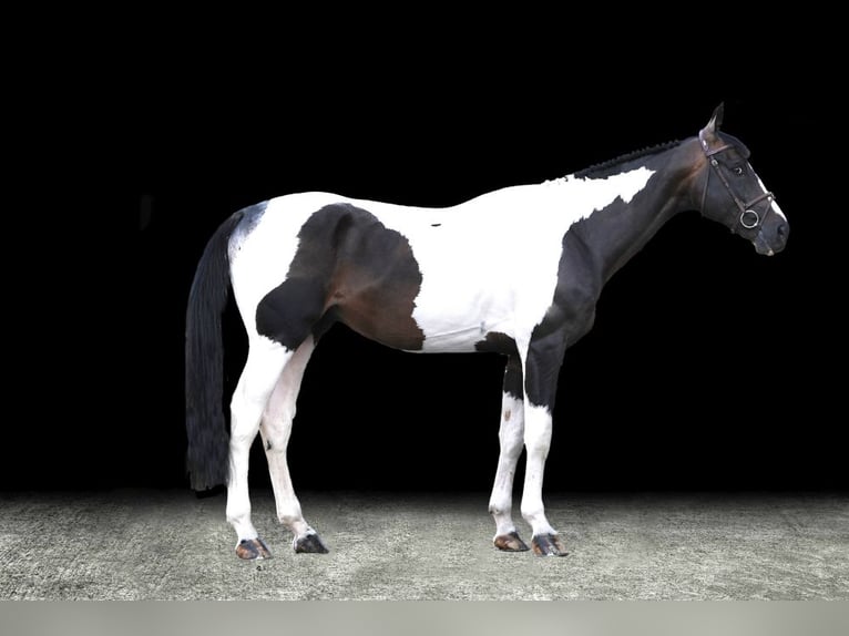 Other Warmbloods Stallion 7 years Pinto in Z&#xFC;lpich