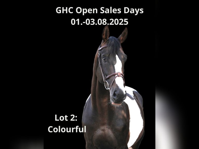 Other Warmbloods Stallion 7 years Pinto in Z&#xFC;lpich