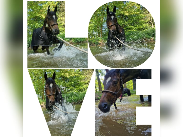Other Warmbloods Stallion 8 years 16 hh Bay-Dark in Rüthen