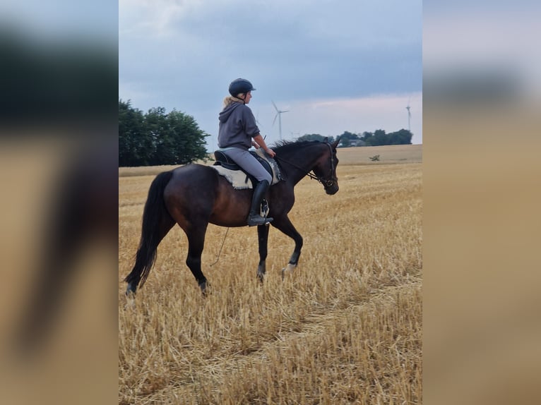 Other Warmbloods Stallion 8 years 16 hh Bay-Dark in Rüthen