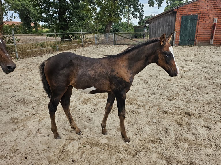 Other Warmbloods Mix Stallion Foal (06/2026) 15.1 hh Overo-all-colors in Friesoythe