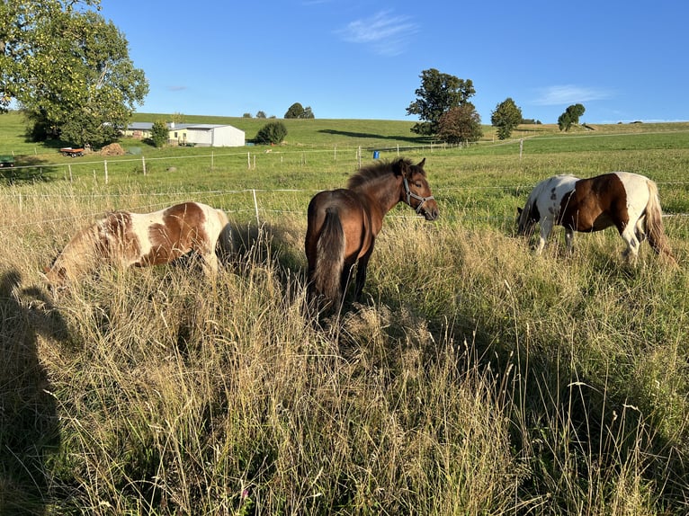 Other Warmbloods Mix Stallion Foal (03/2025) 15,1 hh Brown in Drebach