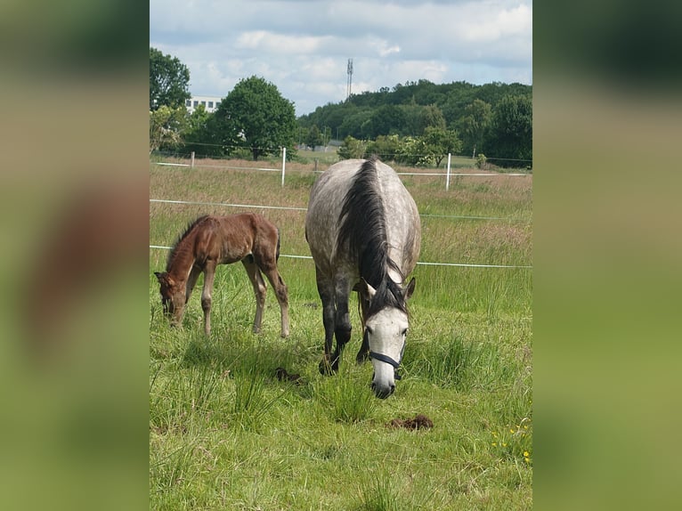 Other Warmbloods Mix Stallion  15,1 hh Gray in Wolfsburg