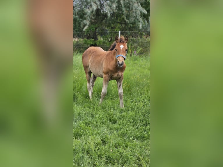 Other Warmbloods Mix Stallion Foal (04/2025) 15,1 hh Grey in Wolfsburg