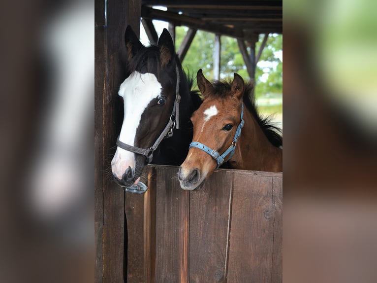 Other Warmbloods Mix Stallion Foal (04/2025) 15,1 hh Grey in Wolfsburg