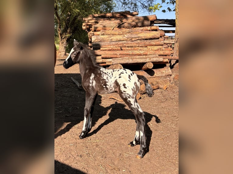 Other Warmbloods Stallion  15,2 hh Leopard-Piebald in Trzciel